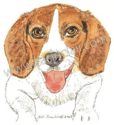 Brown and White Beagle