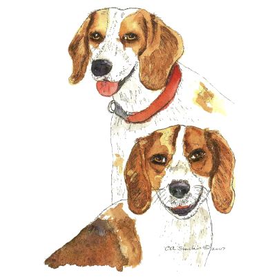Two Beagles