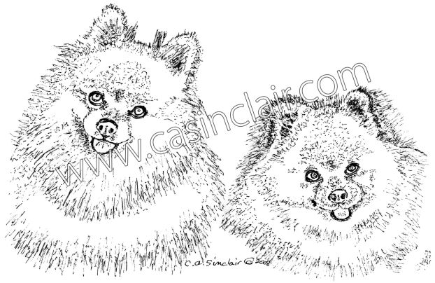 Two Pomeranians