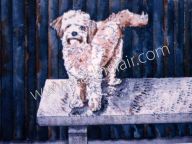 Molly, French Poodle Standing on a Bench